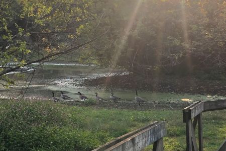 Community Park Wetlands.jpg