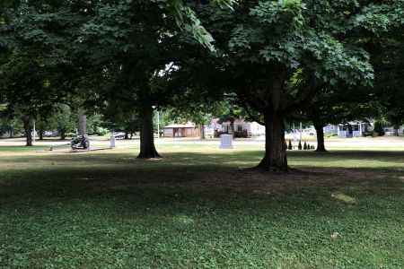 Memorial Park Trees.jpg